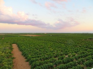 The view from my balcony. Vines and vines for miles and miles.